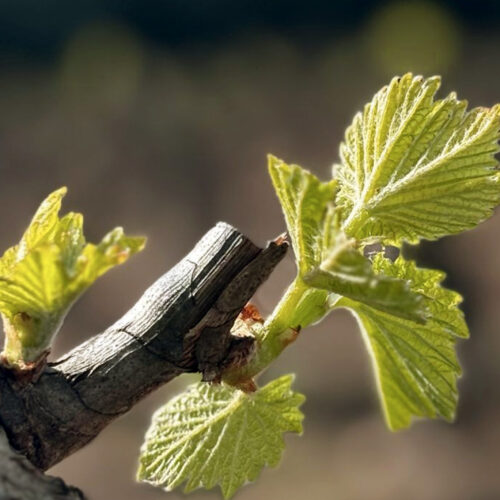 Démarche environnementale HVE : Orfée et la biodiversité