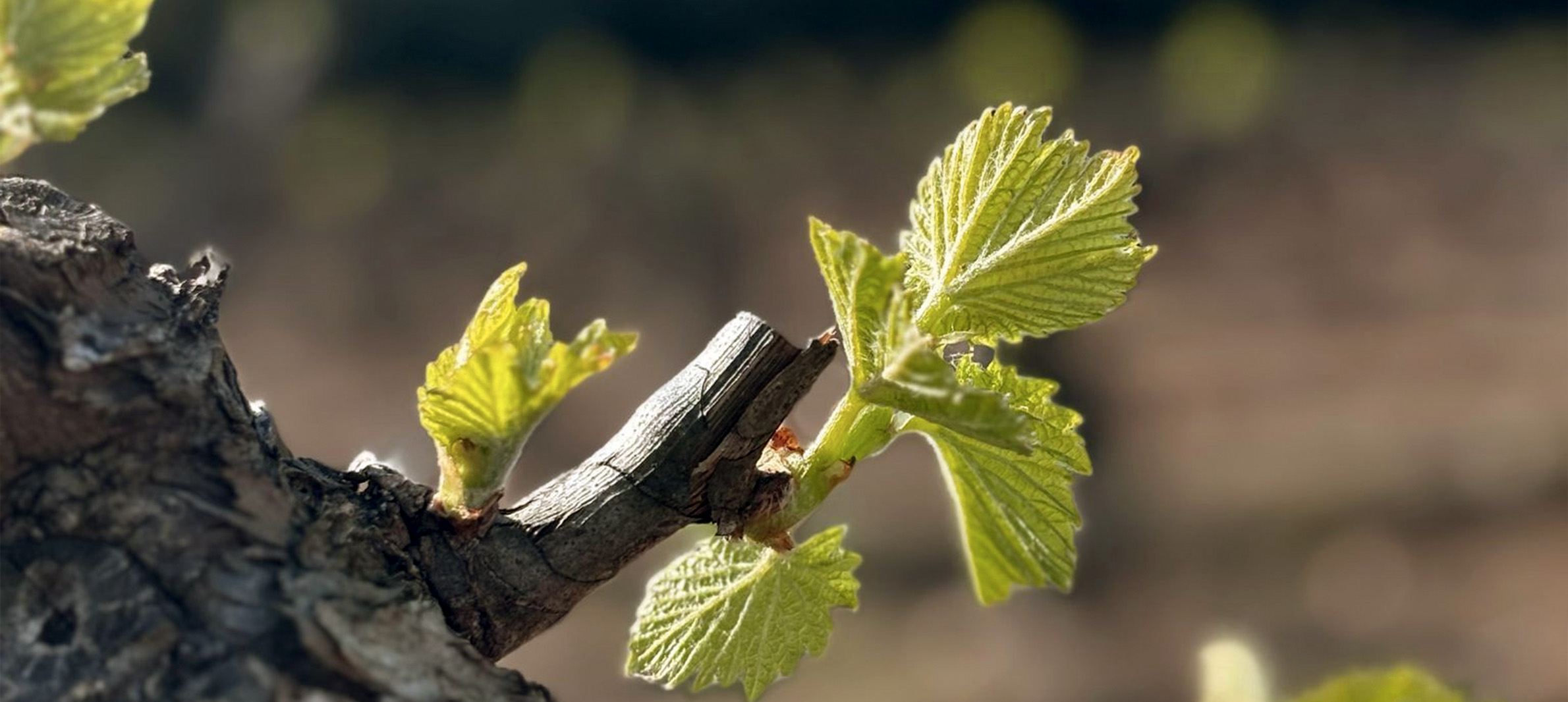 Démarche environnementale HVE : Orfée et la biodiversité